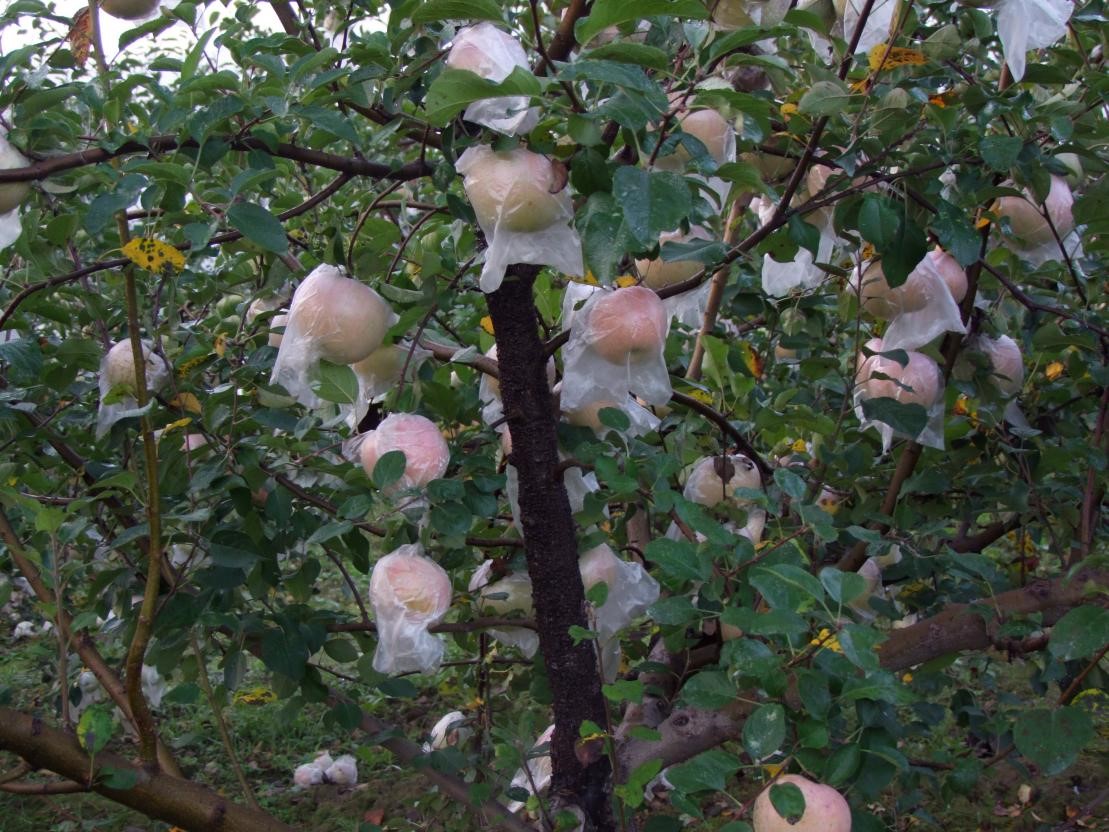 苹果树.jpg