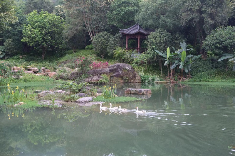 1686207862178926.jpg 天鹅.jpg