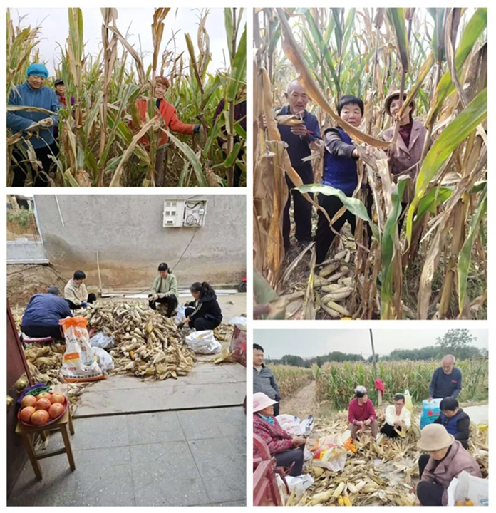 帮助抢收玉米.jpg