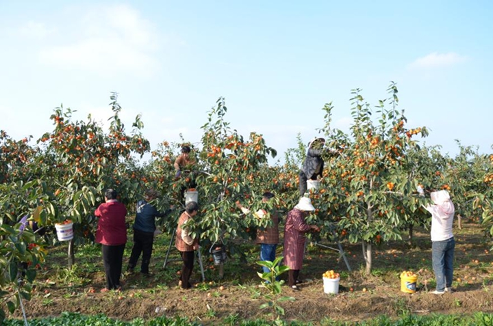 1761899976899768.jpg 瓜果采摘帮扶小组.jpg