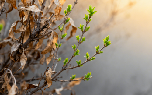主医治了我的过敏性哮喘