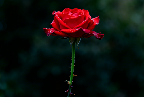 刺上的花朵——在软弱中见证刚强