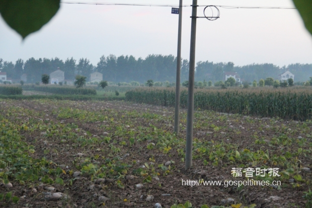 嘉鱼县被雨水浸泡过的南瓜全部烂掉在田地里