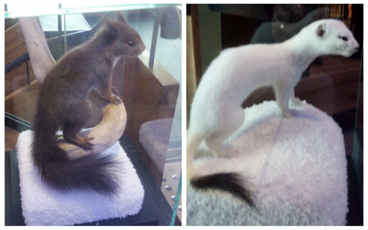 会变色的兔子.jpg 会变色的兔子.jpg