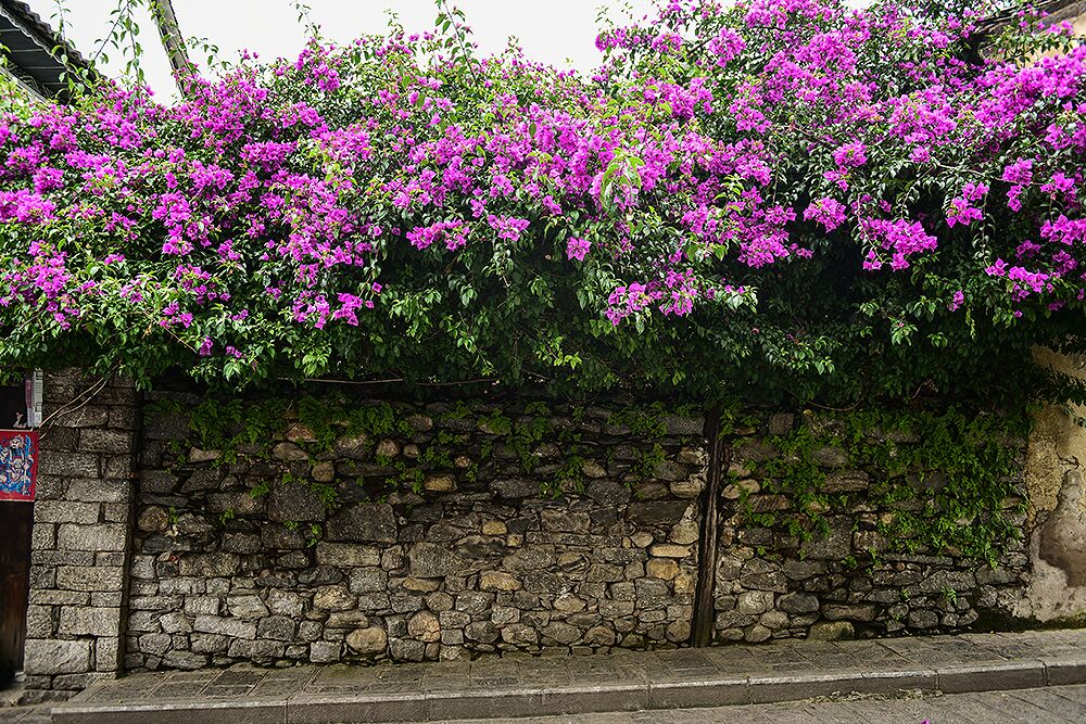 大理古城路边的花儿.jpg 大理古城路边的花儿.jpg