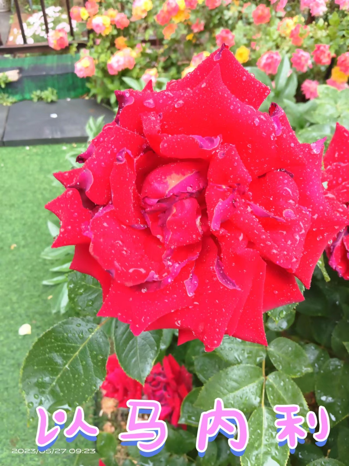 1689326385605697.jpg 花.jpg